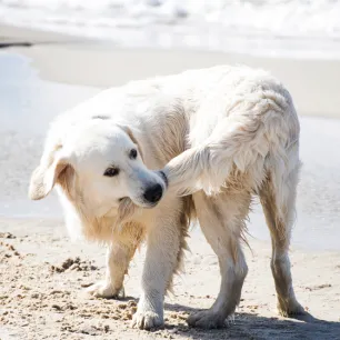 Why Do Dogs Chase Their Tails