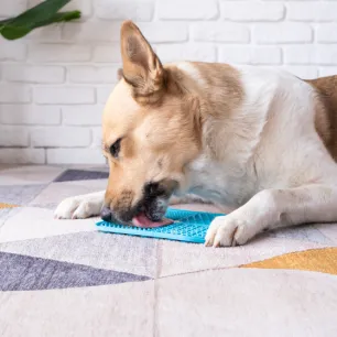 Why Do Dogs Lick Things