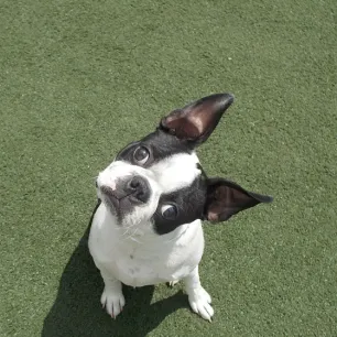 Why Do Dogs Tilt Their Heads