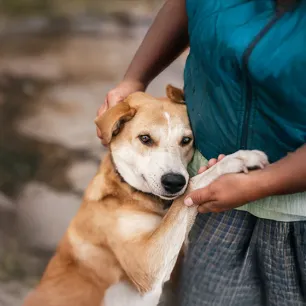 Why are dogs so loyal?