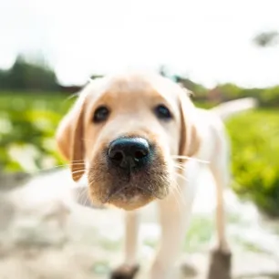 Why do dogs have whiskers