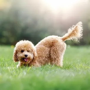 Why do dogs wag their tails