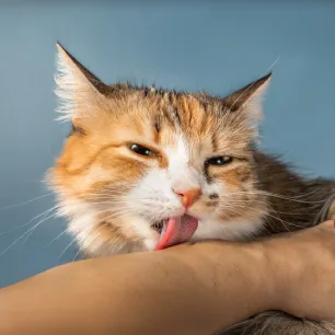 Why does my cat lick me