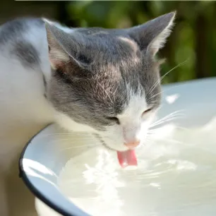 Why is your cat drinking lots of water