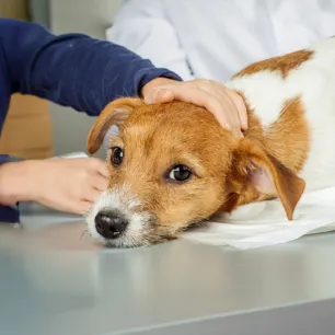 Xylitol Poisoning in Dogs