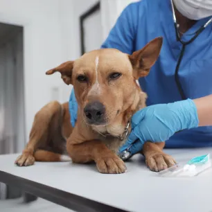 Yeast Infection in Dogs: Everything You Need to Know