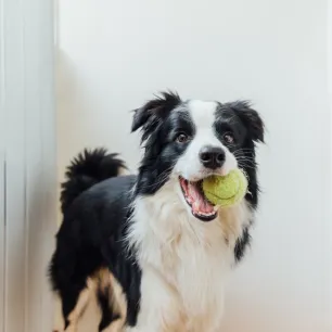 Indoor Dog Games Suggested by a Dog