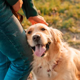 Is Just Loving Your Dog Enough?