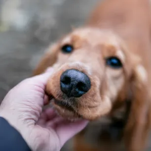 Is Your Dog’s Nose Dry? Here is What It Could Mean