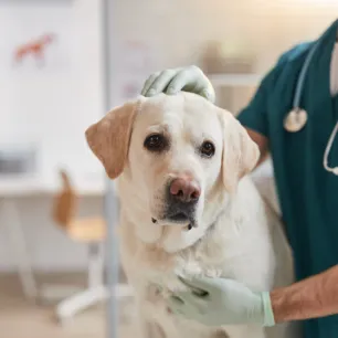 Kidney Failure in Dogs