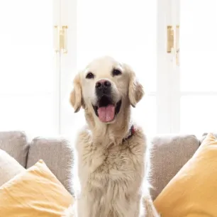 Lockdown Coping Mechanisms for You and Your Dog