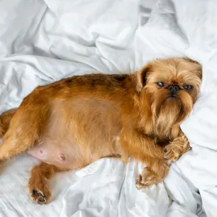 Phantom Pregnancy in Dogs: Symptoms and Causes