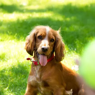 Puppy Adolescence - How to Get Through the Teenage Years