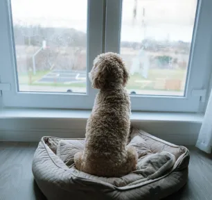 Puppy Separation Anxiety