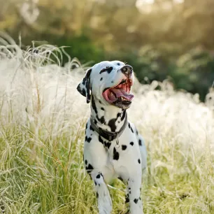 Utility Dog Breeds: Everything You Need to Know