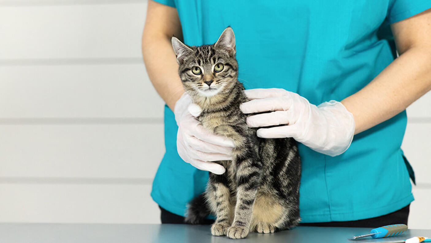 Grey striped cat on vet table