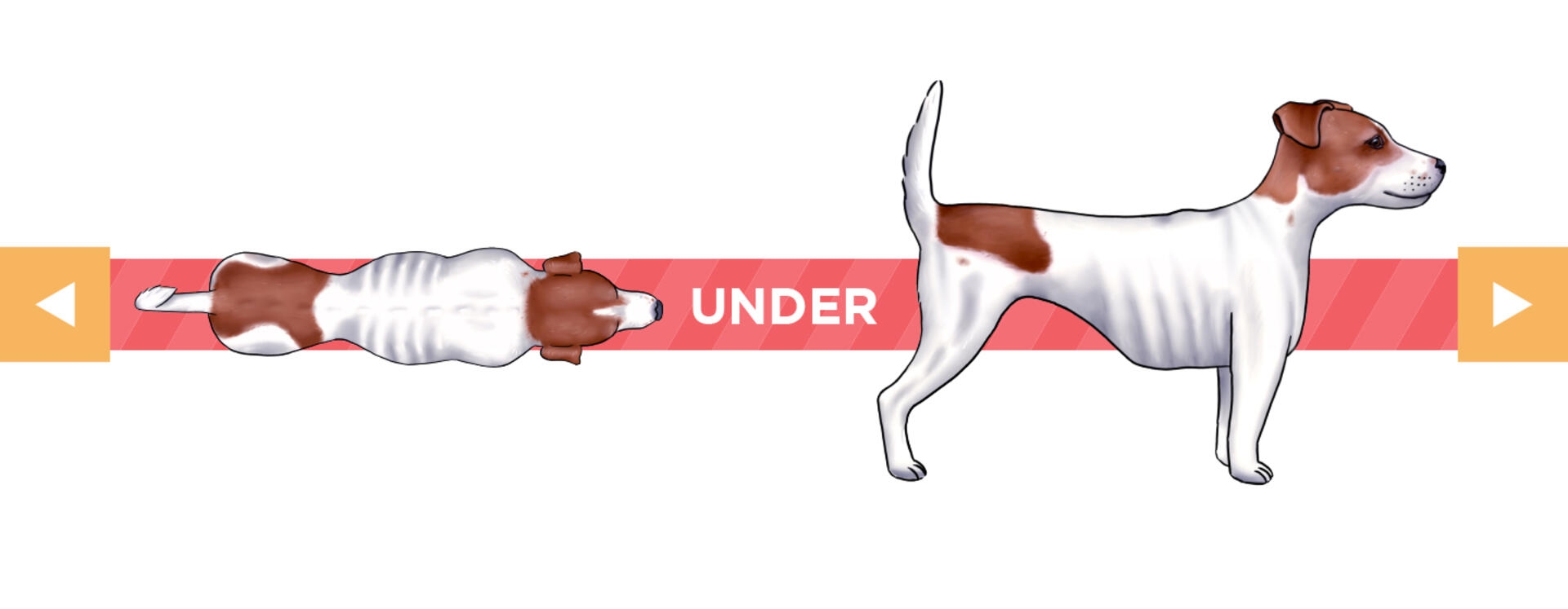 body condition underweight