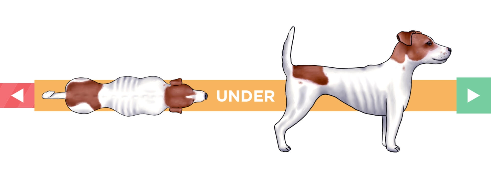 body condition underweight