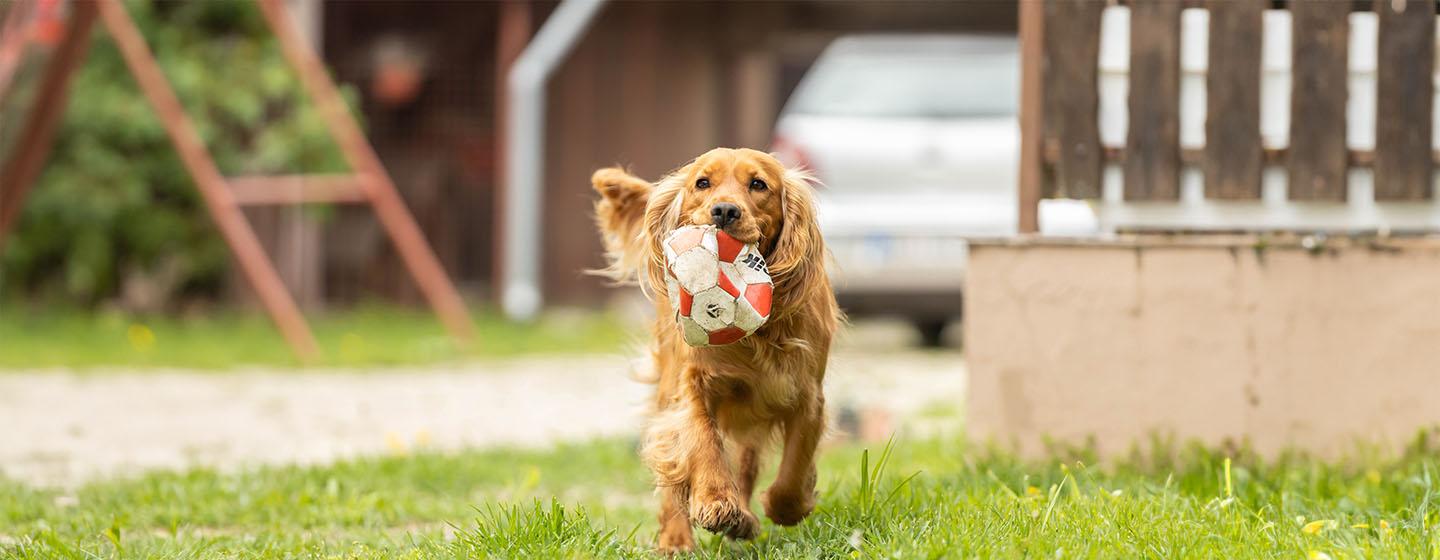 10 of the Most Energetic Dogs for Fitness Fanatic Owners
