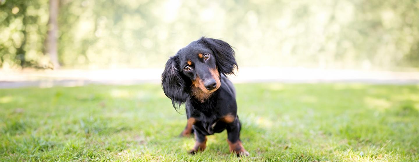 6 Common Health Problems in Dachshunds that Every Owner Needs to Know About