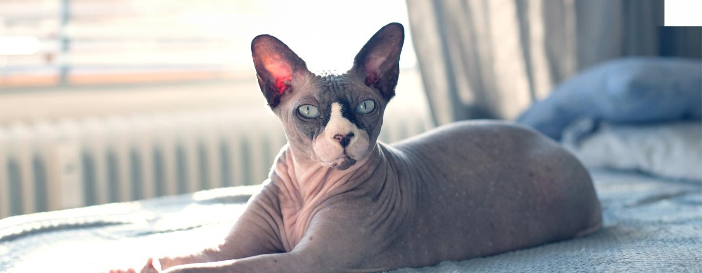 6 Hairless Cat Breeds