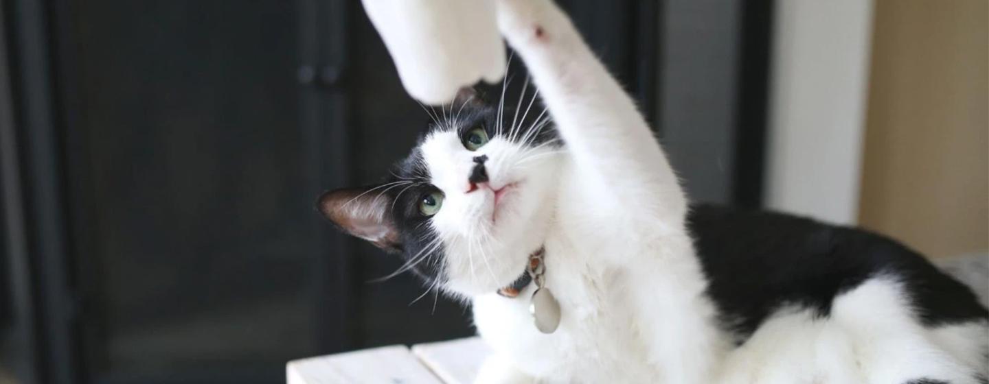 7 Black and White Cat Breeds