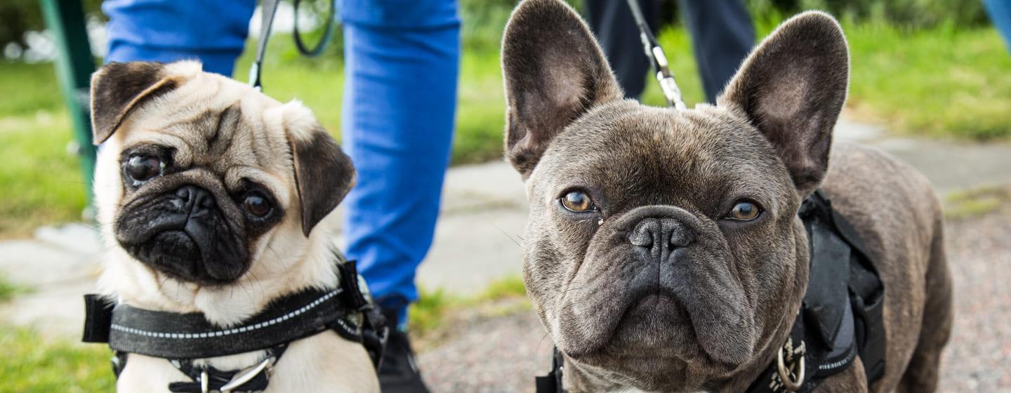 French Dog Breeds You’ll Want to Take Home