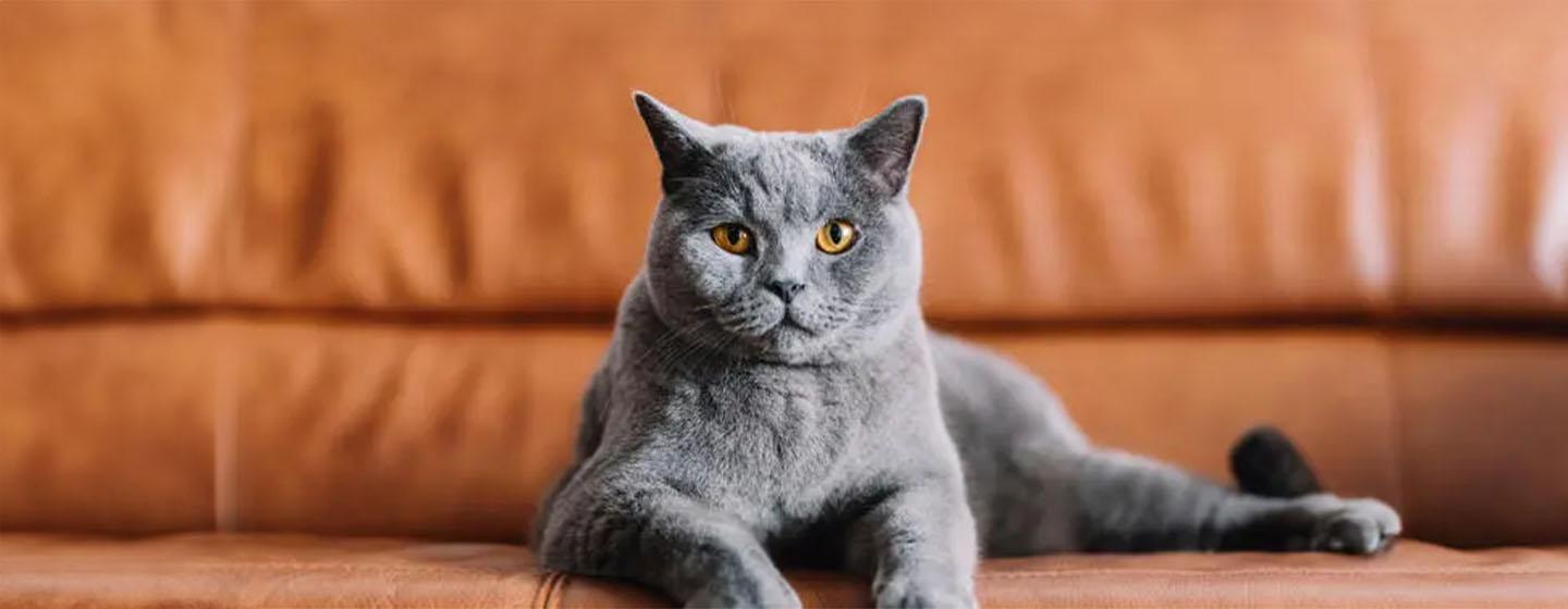 10 Amazing Grey Cat Names