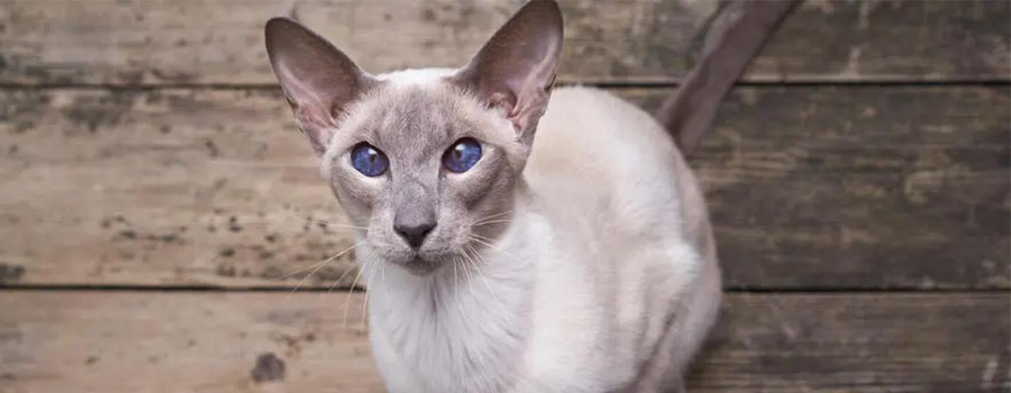 10 Cat Breeds with Big Ears