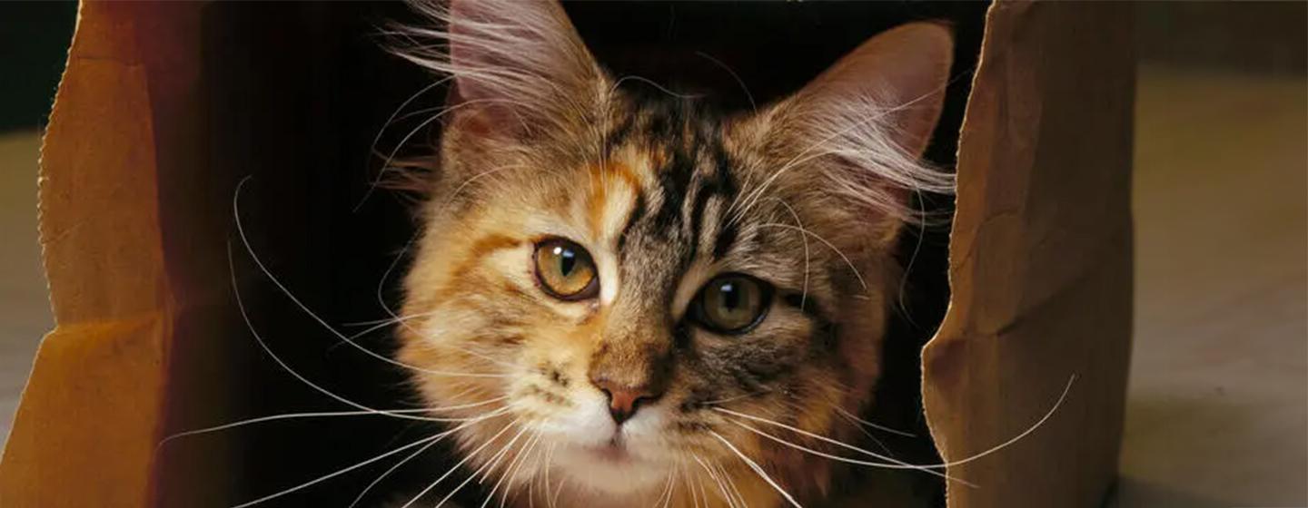 10 Famous Cats Throughout History