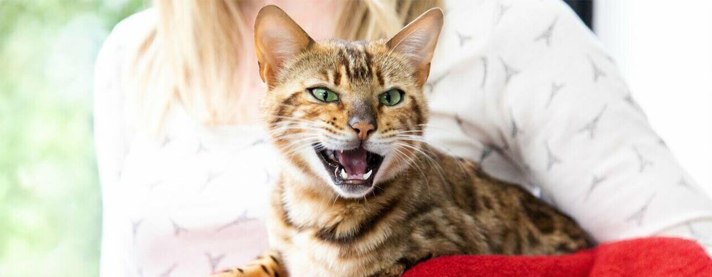 5 Hypoallergenic Dog Breeds