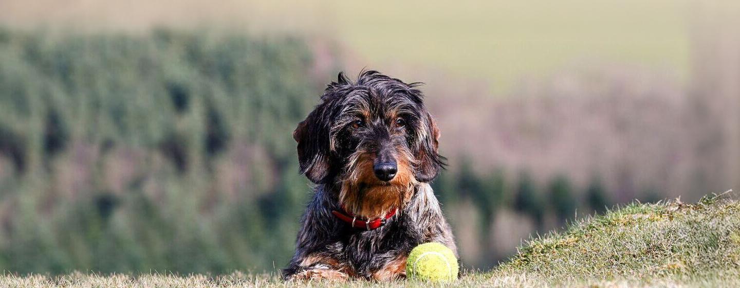 9 Wire-Haired Dog Breeds