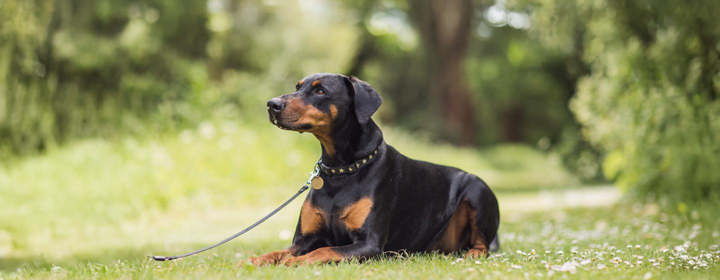 9 Black and Tan Dog Breeds