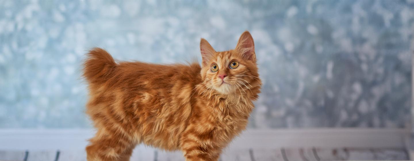 9 Cats with No Tails or Really Short Ones
