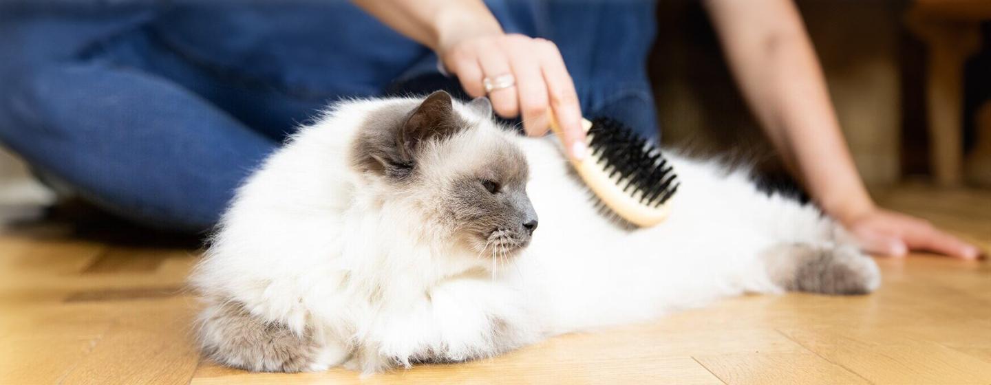 A Guide to Grooming Your Ageing Cat