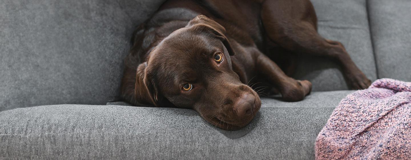 Addison’s Disease in Dogs