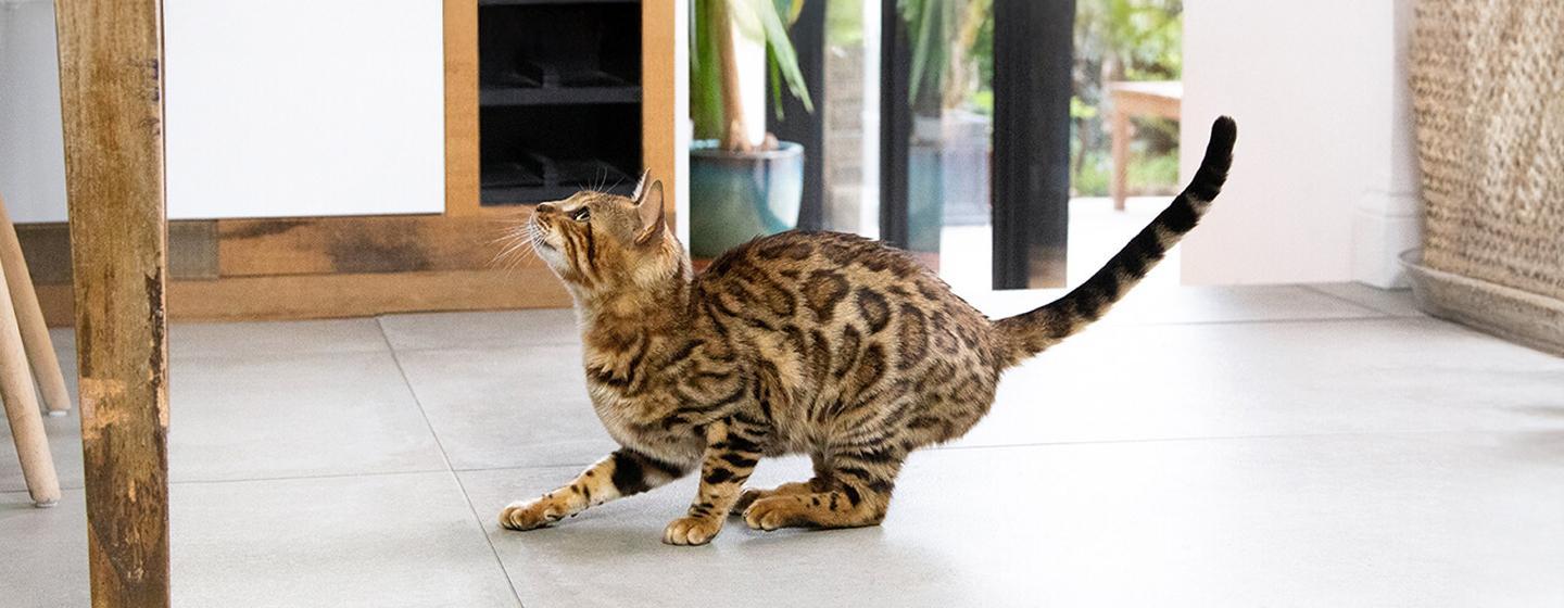 Aggressive Behaviour in Cats