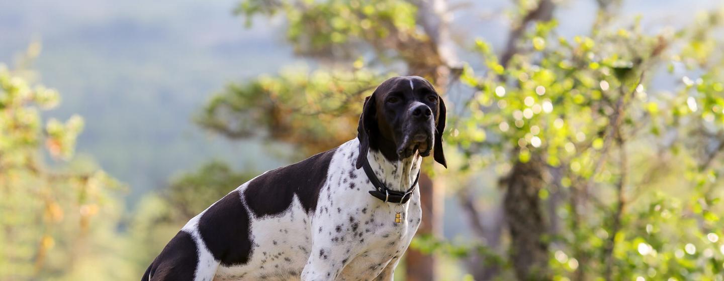 All About Your Dog’s Sense of Smell