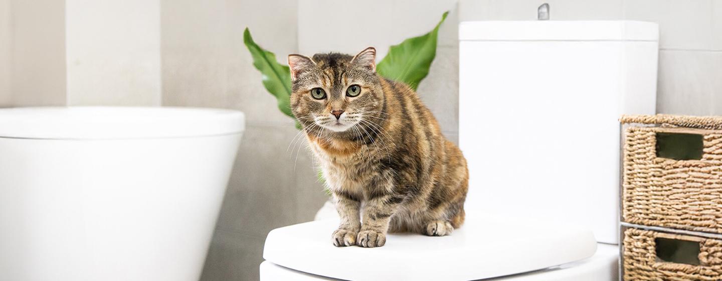 Antibiotics for Cats: What You Need to Know