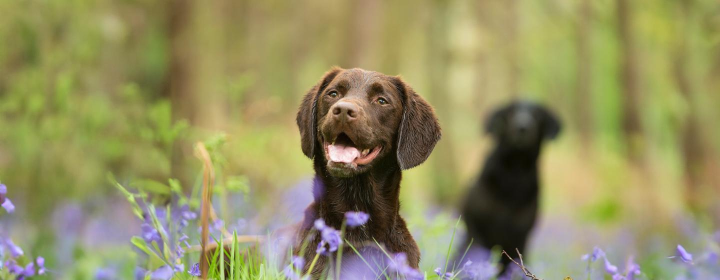 Are Bluebells Poisonous to Dogs?