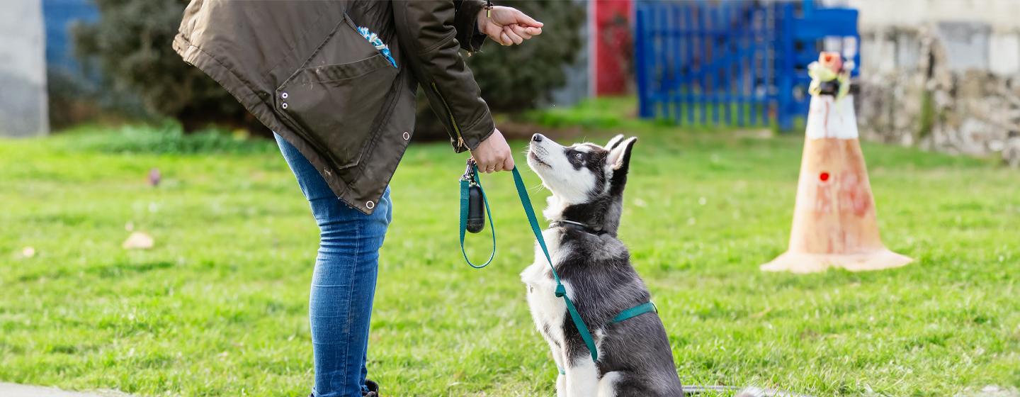 Basic Dog Training Commands