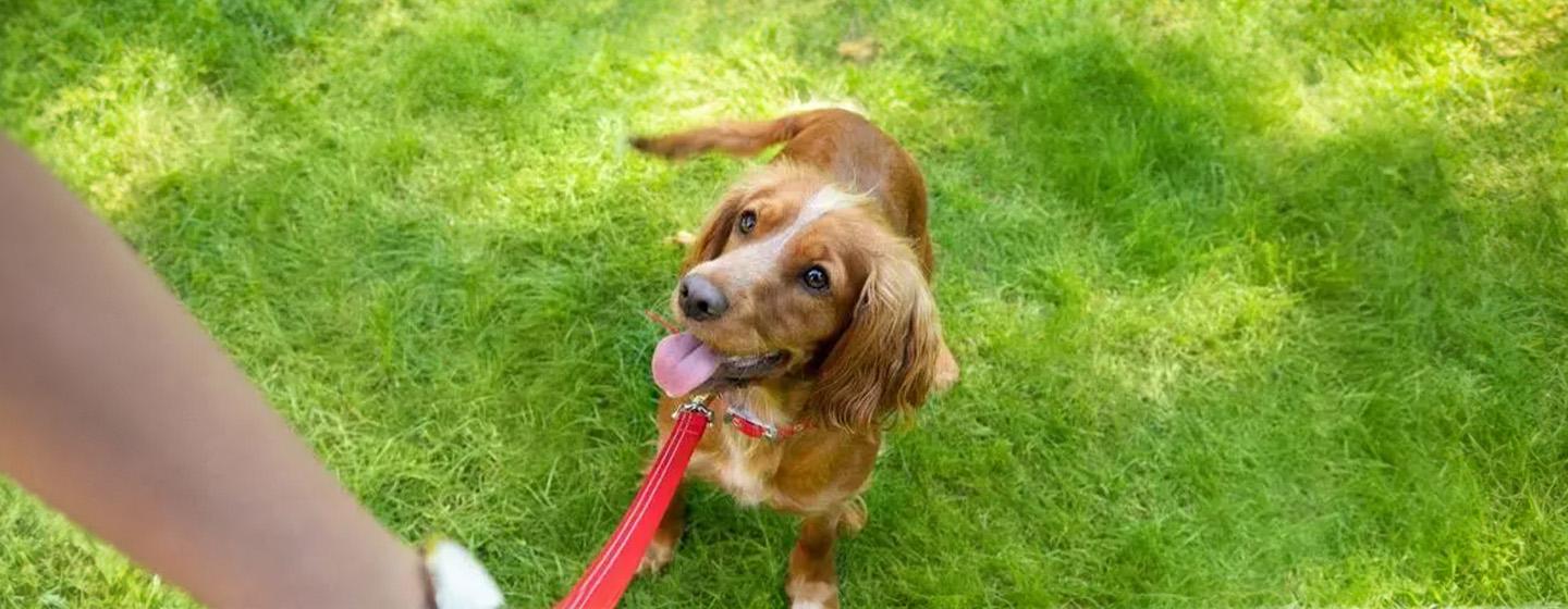 Brain Games and Puzzles to Play with Your Puppy