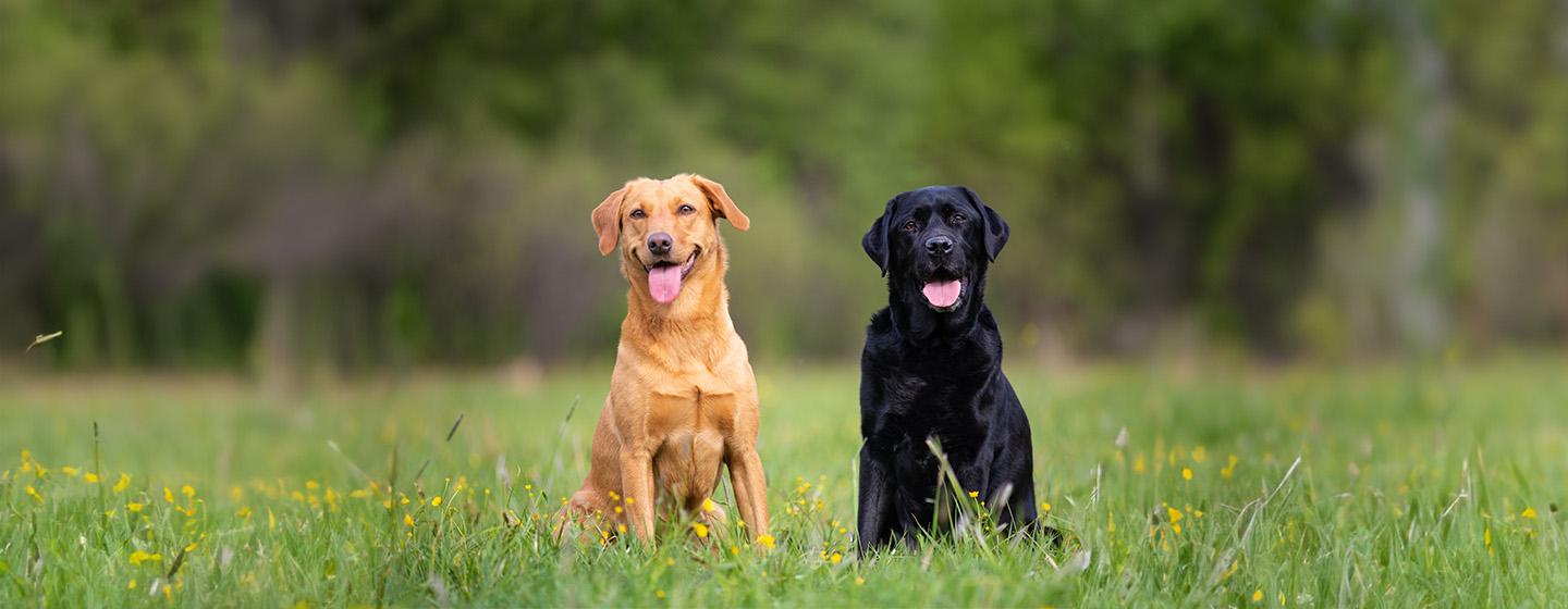 Calm and Lazy Dog Breeds