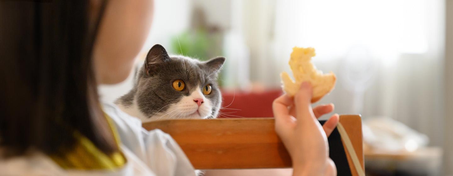 Can Cats Eat Bread?