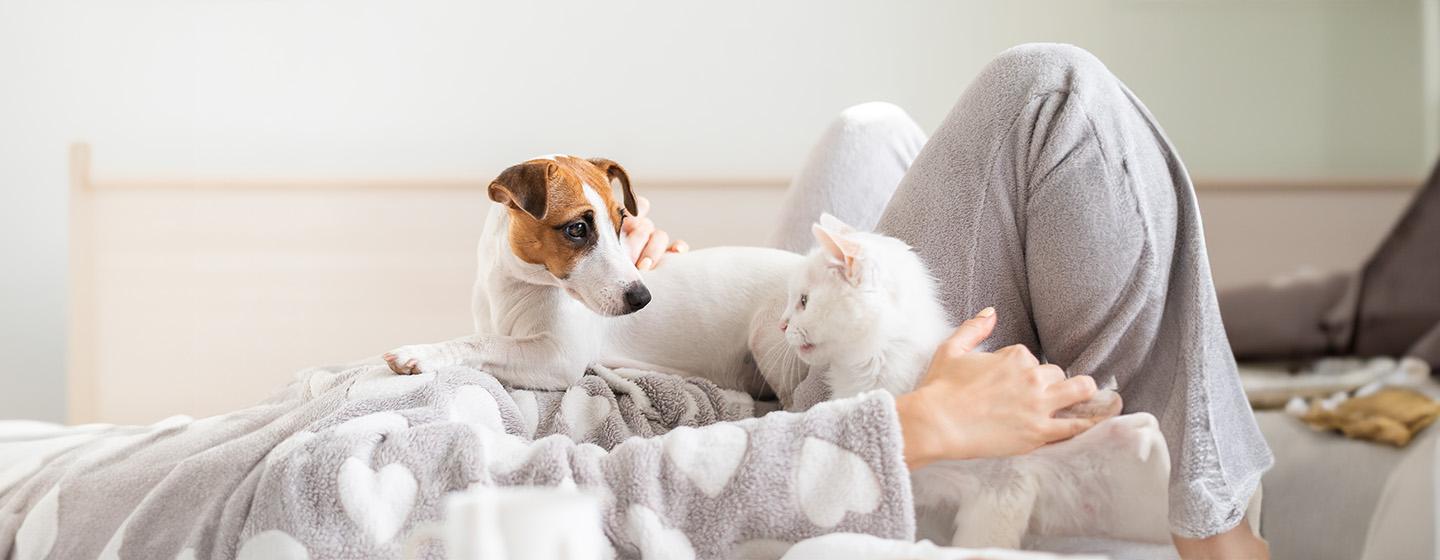 COVID-19 and Cats and Dogs: All You Need to Know