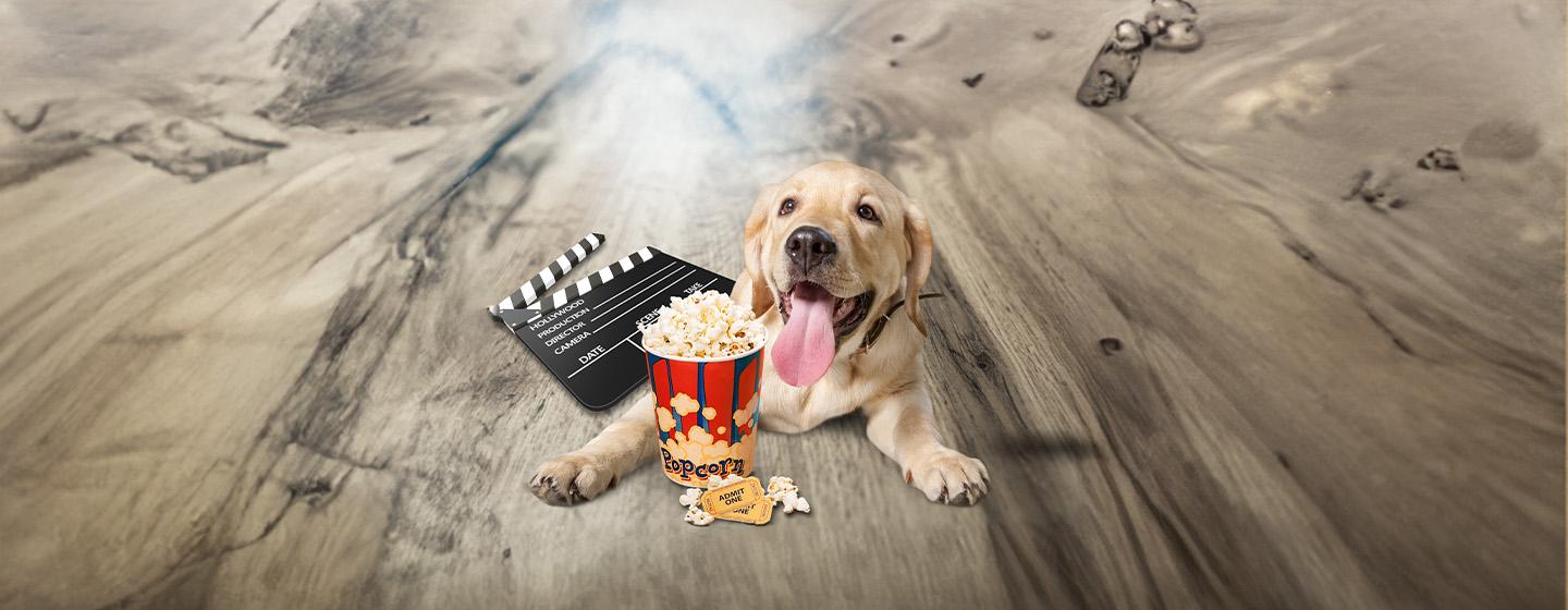 Can Dogs Eat Popcorn?