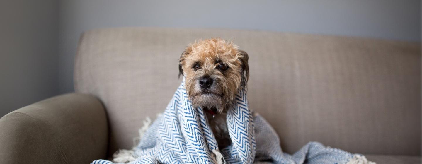 Can Dogs Get Colds or Flu?