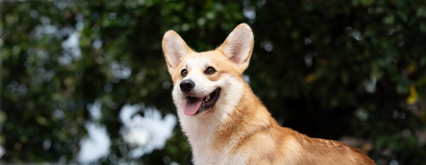 Can dogs laugh and smile?