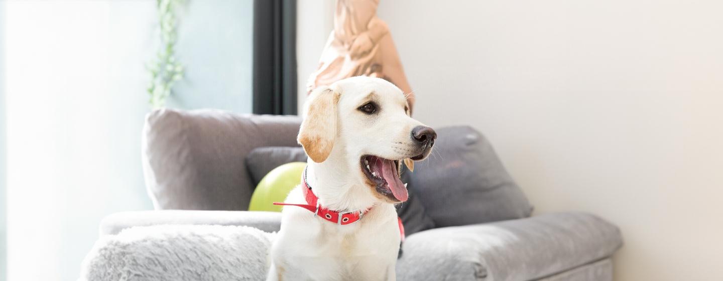 Caring for Puppy, Adult and Senior Dogs Teeth