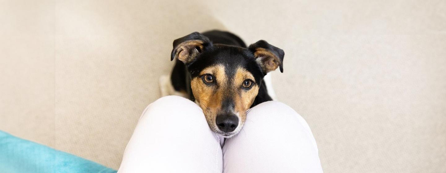 Caring for Your Deaf Dog